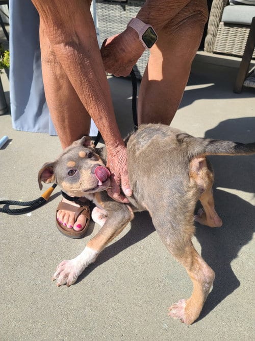 Photo of June, adoptable American Staffordshire Terrier in San Diego, California