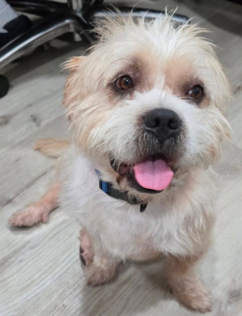 Photo of TANK the man, adoptable Shih Tzu in San Antonio, Texas