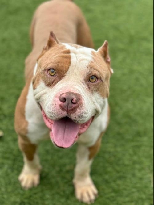 Photo of Droopy, adoptable Pit Bull Terrier in San Francisco, California