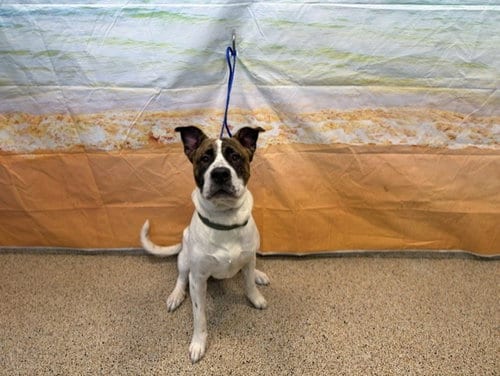 Photo of Skipper, adoptable American Bulldog in Miami, Florida