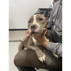 Photo of Marina, adoptable Mixed Breed (Medium) in New Castle, Delaware