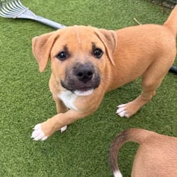 Photo of La Fofo Jelly 8359, adoptable Mixed Breed (Medium) in Loxahatchee, Florida