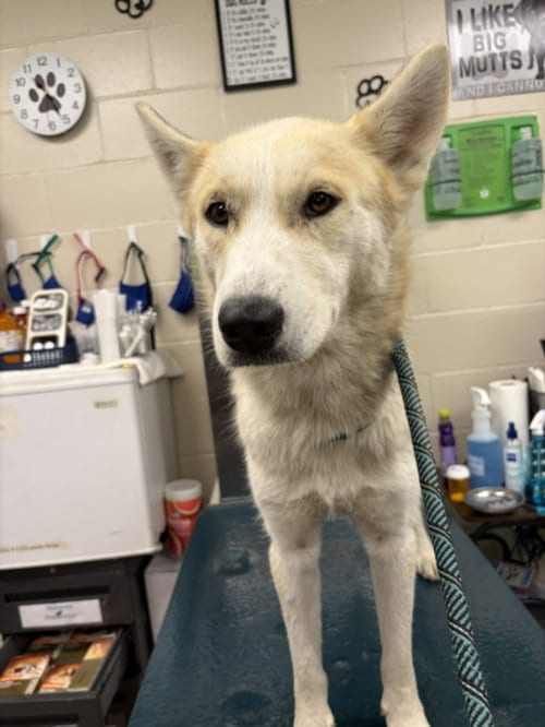 Photo of Tundra, adoptable Husky in Mobile, Alabama