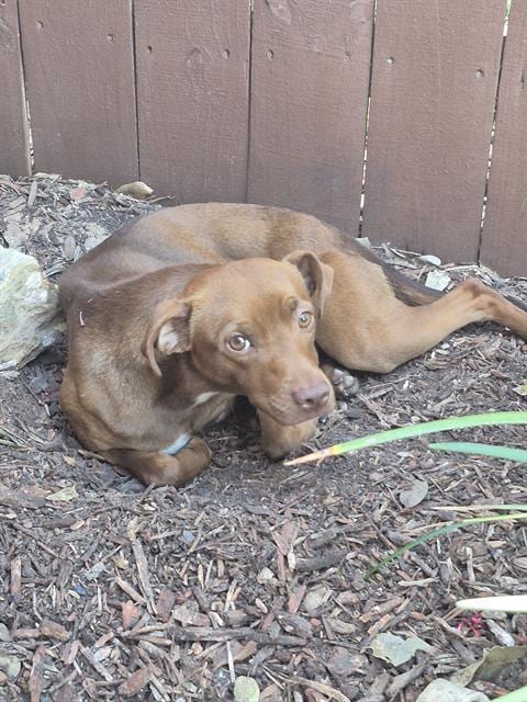 Photo of Hart, adoptable American Staffordshire Terrier in San Antonio, Texas
