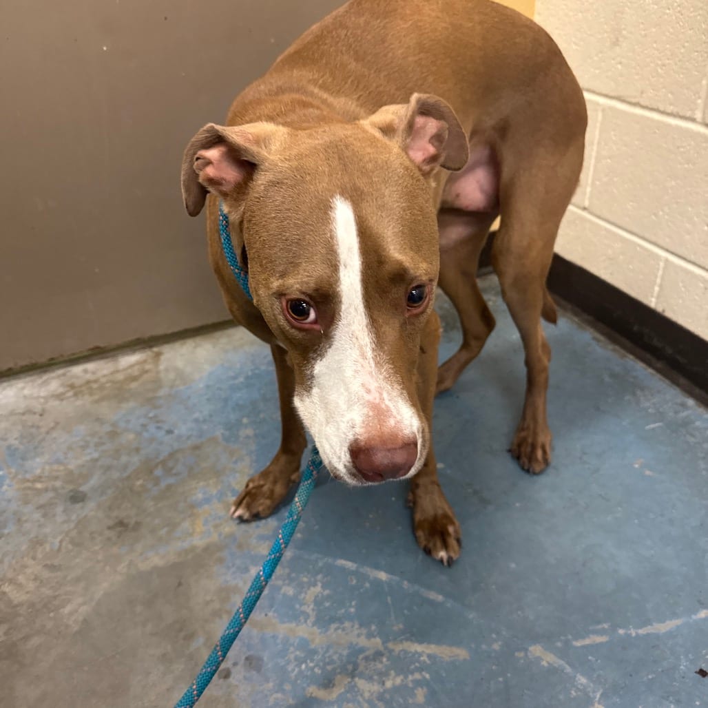Photo of Prairie Dawn, adoptable Mixed Breed (Small)