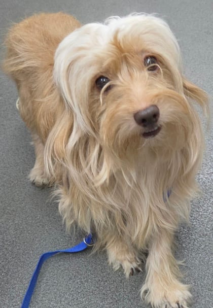 Photo of Butter, adoptable Terrier/Mix in Bakersfield, California