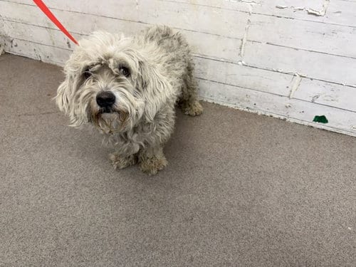 Photo of Ralph, adoptable Poodle (Miniature) in San Bernardino, California