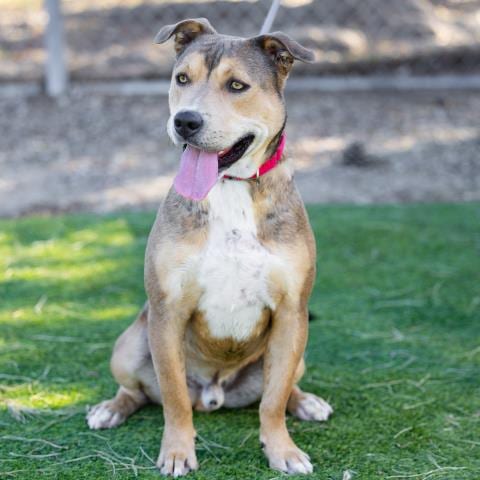 Photo of Canelo, adoptable Pit Bull Terrier in Camarillo, California
