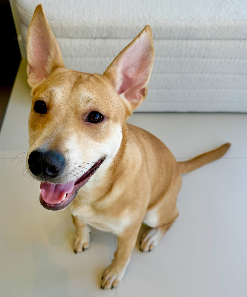 Photo of Foxy, adoptable Carolina Dog in Dana Point, California