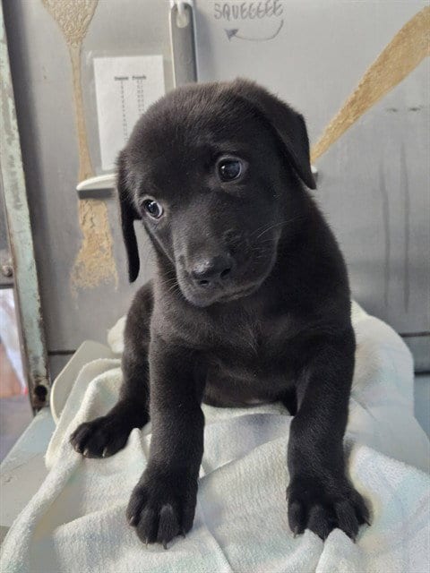 Photo of Dove, adoptable Labrador Retriever in Tallahassee, Florida