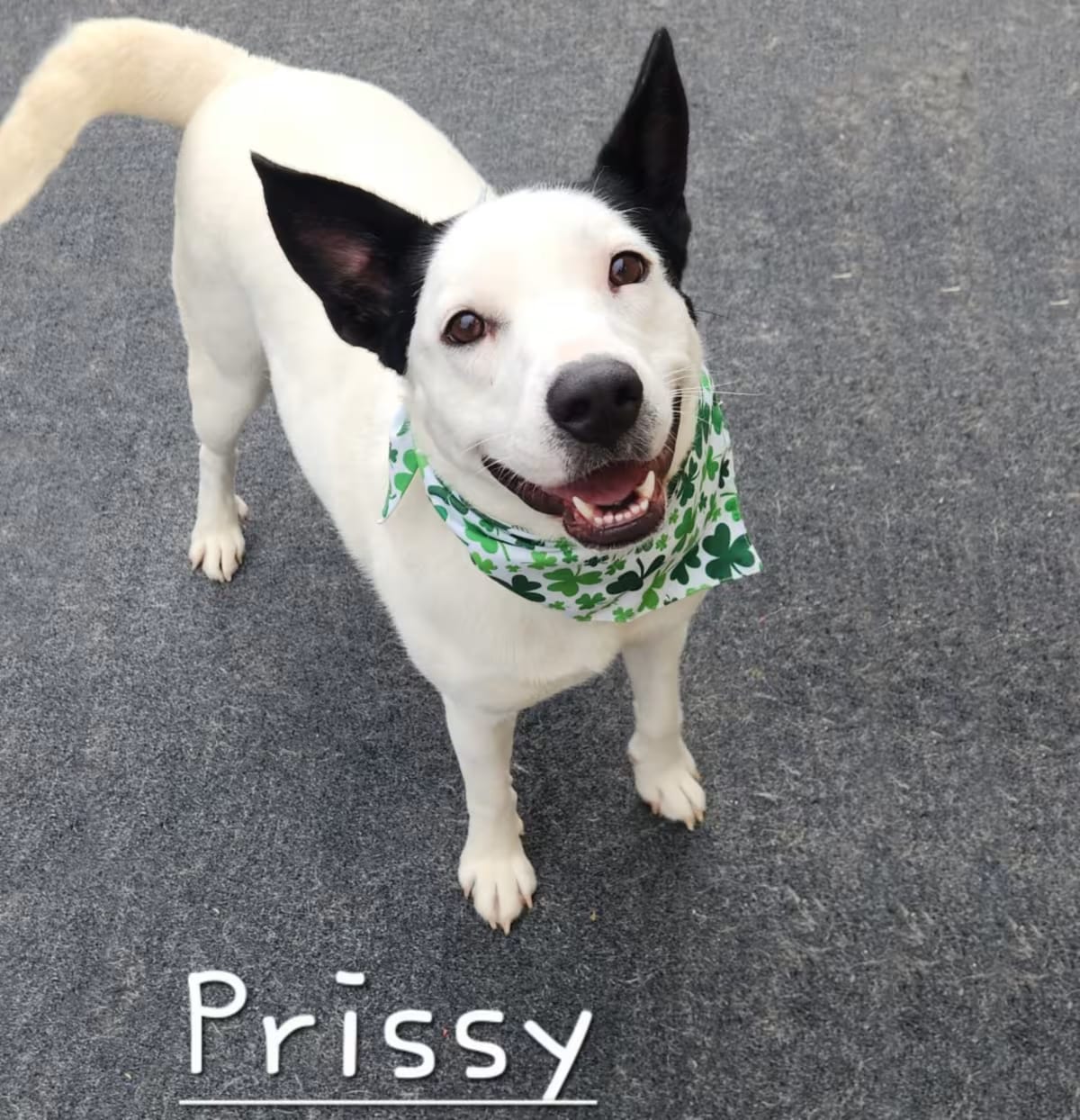 Photo of Prissy, adoptable Border Collie/Australian Cattle Dog in Cleveland, Tennessee