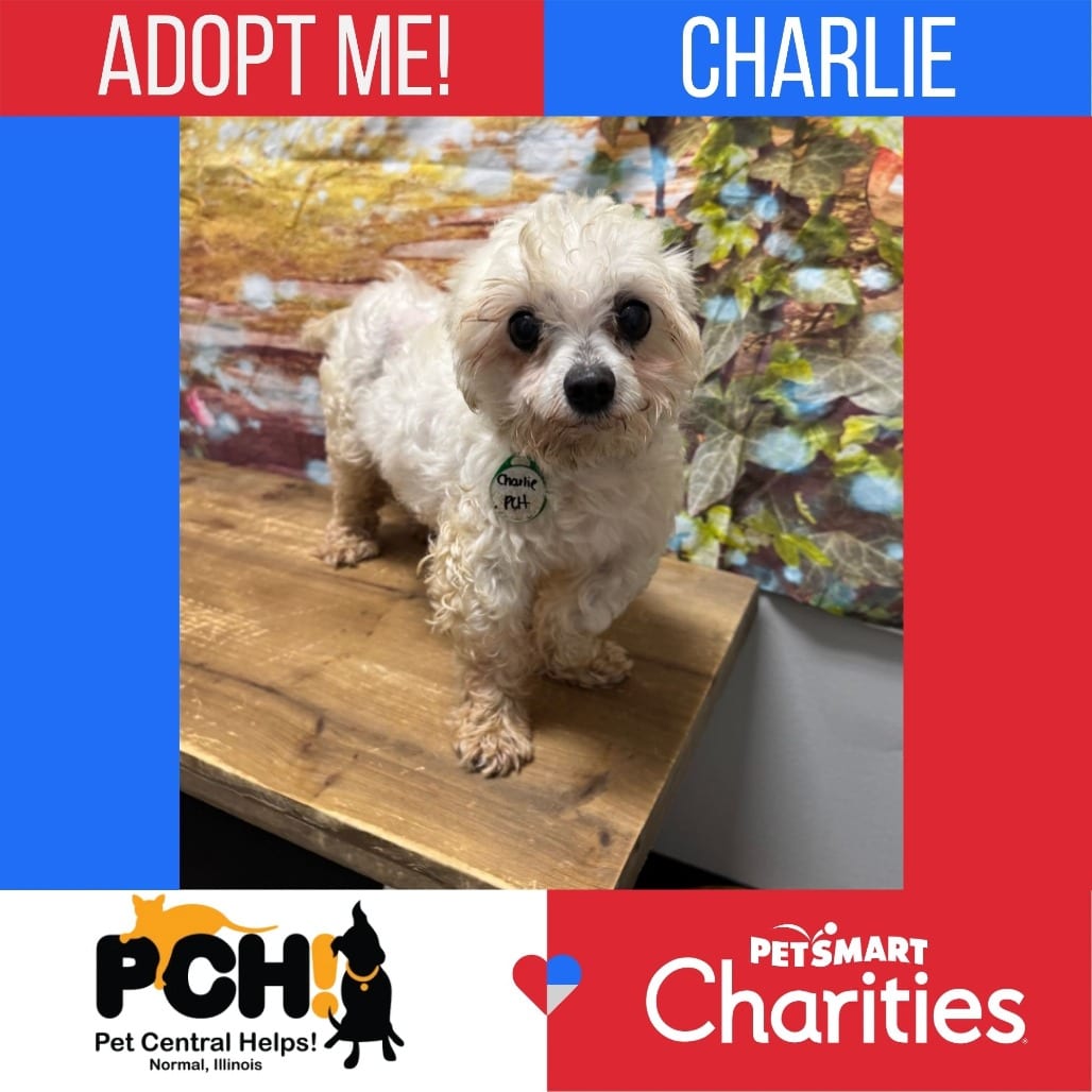 Photo of Charlie, adoptable Maltese in Normal, Illinois