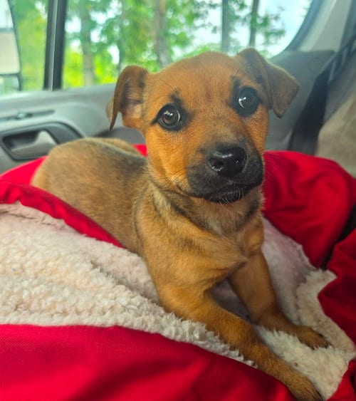 Photo of B, adoptable Dachshund in Anchorage, Alaska