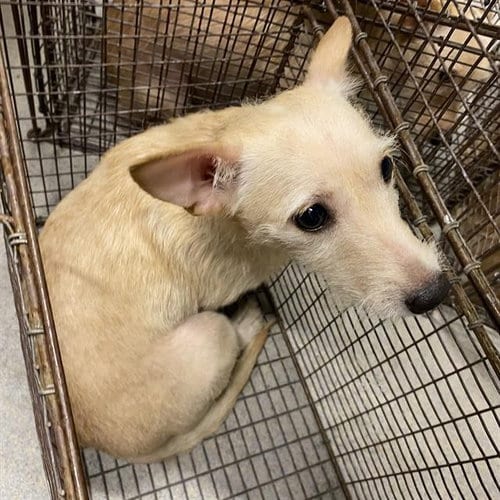 Photo of A614799, adoptable Chihuahua in Modesto, California
