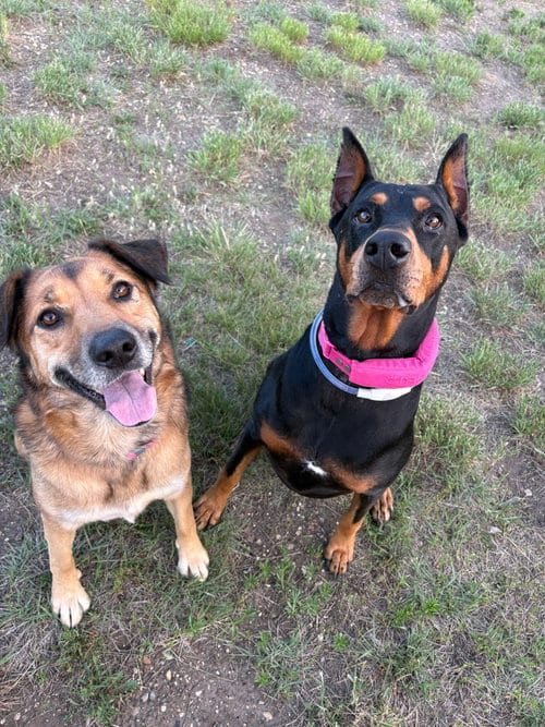 Photo of Journey, adoptable Doberman Pinscher in Buffalo, Minnesota