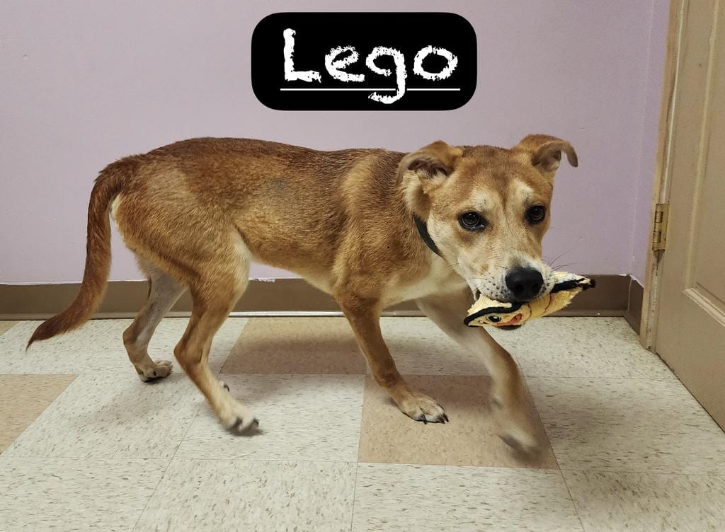 Photo of Lego, adoptable Labrador Retriever in Maumelle, Arkansas