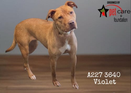 Photo of Violet, adoptable American Staffordshire Terrier in Los Angeles, California