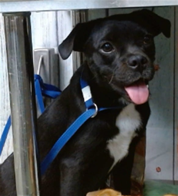 Photo of Senior Chihuahua - Smooth Coated and Pug, adoptable Chihuahua - Smooth Coated and Pug in Devore, California