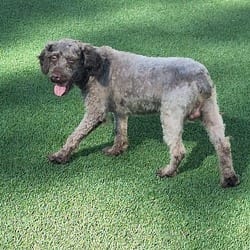 Photo of Mister Slate 0332, adoptable Poodle (Miniature) Pointer in Loxahatchee, Florida
