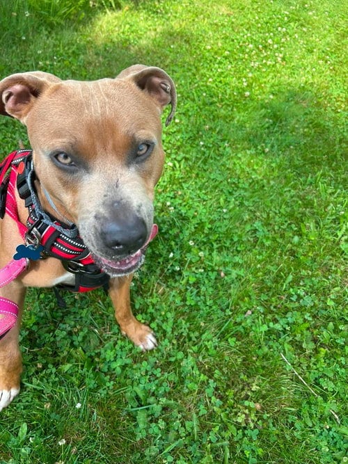 Photo of Petie, adoptable Pit Bull Terrier in Livonia, Michigan