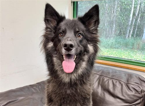 Photo of Rosie, adoptable German Shepherd Dog in Anchorage, Alaska