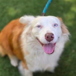 Photo of Elena Ann DG, adoptable Australian Shepherd in Hartford, Connecticut