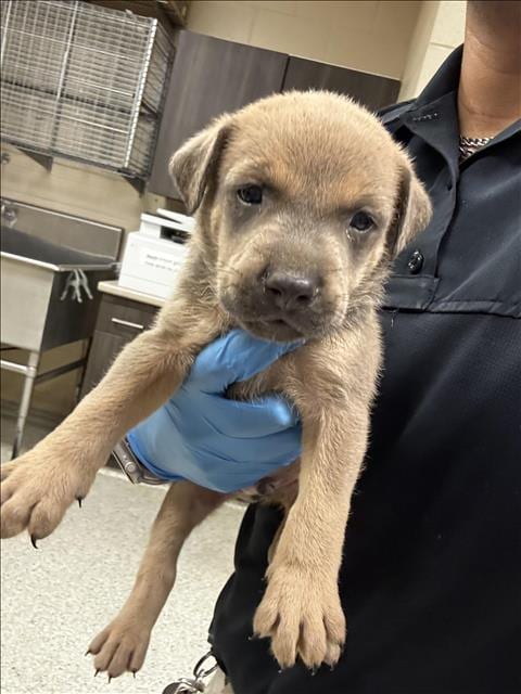 Photo of Nutmeg, adoptable Pit Bull Terrier in Conroe, Texas