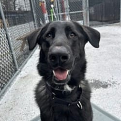 Photo of Chucho, adoptable German Shepherd Dog in Carmel, New York