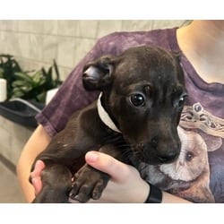Photo of Twilight, adoptable Mixed Breed (Medium) in Munster, Indiana