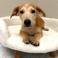 Photo of 1128 (2026) Bailey, adoptable Shepherd, Australian Miniature Mixed Breed (Medium) in Parker, Colorado