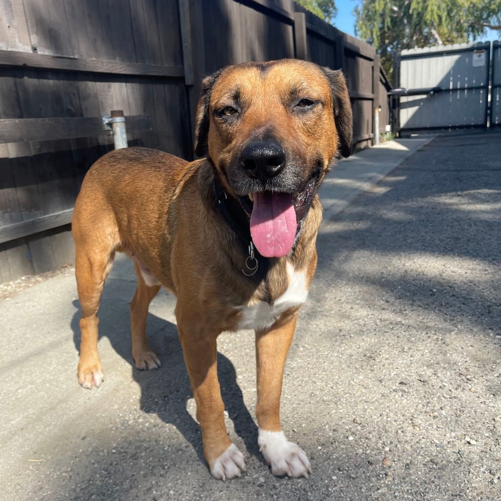 Photo of Brody, adoptable Mastiff / Mixed Breed (Large) in Riverside, California