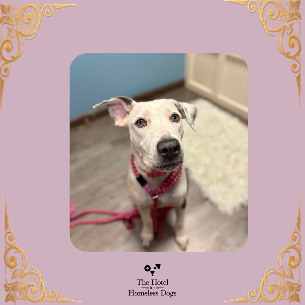 Photo of Opal, adoptable Terrier / Mixed Breed (Large) in Cumberland, Rhode Island