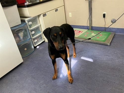 Photo of Onyx, adoptable Doberman Pinscher in Santa Maria, California