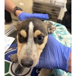 Photo of Fiona, adoptable Shepherd (Unknown Type) in Jurupa Valley, California