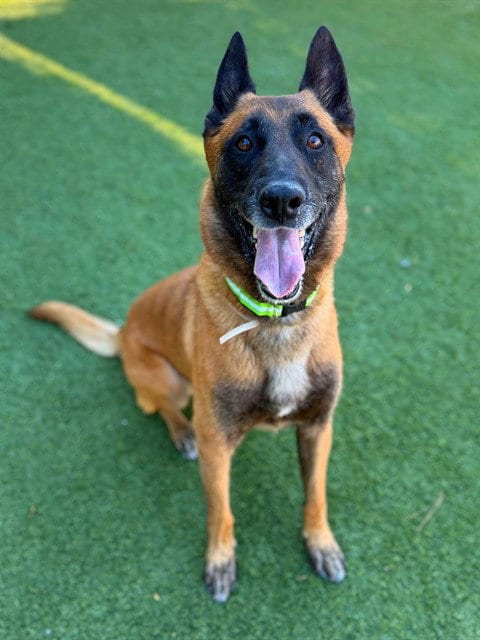 Photo of Chase, adoptable Belgian Shepherd Malinois in Agoura, California