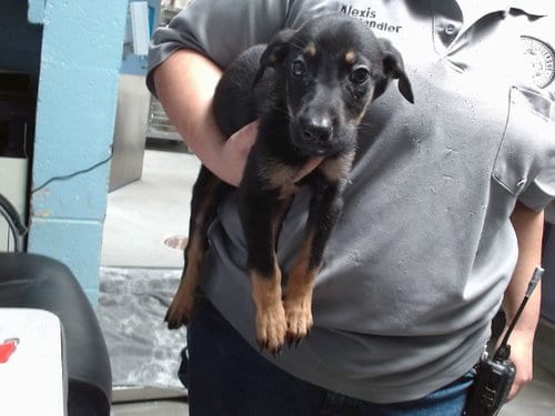 Photo of Astra, adoptable Australian Cattle Dog/Blue Heeler in Albuquerque, New Mexico