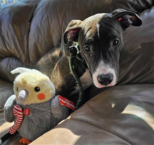 Photo of Stefan, adoptable American Staffordshire Terrier in Waco, Texas