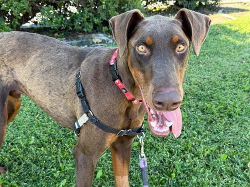 Photo of Blue, adoptable Doberman Pinscher in Santa Rosa, California