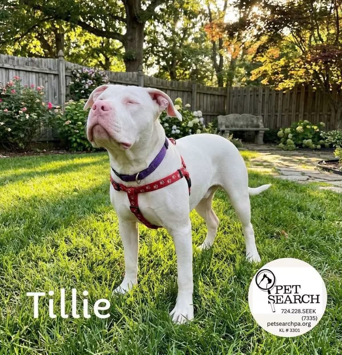 Photo of Tillie, adoptable American Staffordshire Terrier in Washington, Pennsylvania