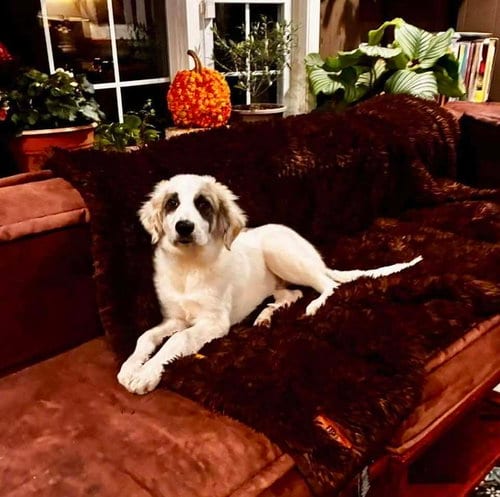 Photo of Marlin (AL), adoptable Anatolian Shepherd in New York, New York