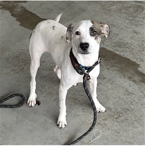 Photo of Ranger, adoptable Rat Terrier in Palmetto, Florida