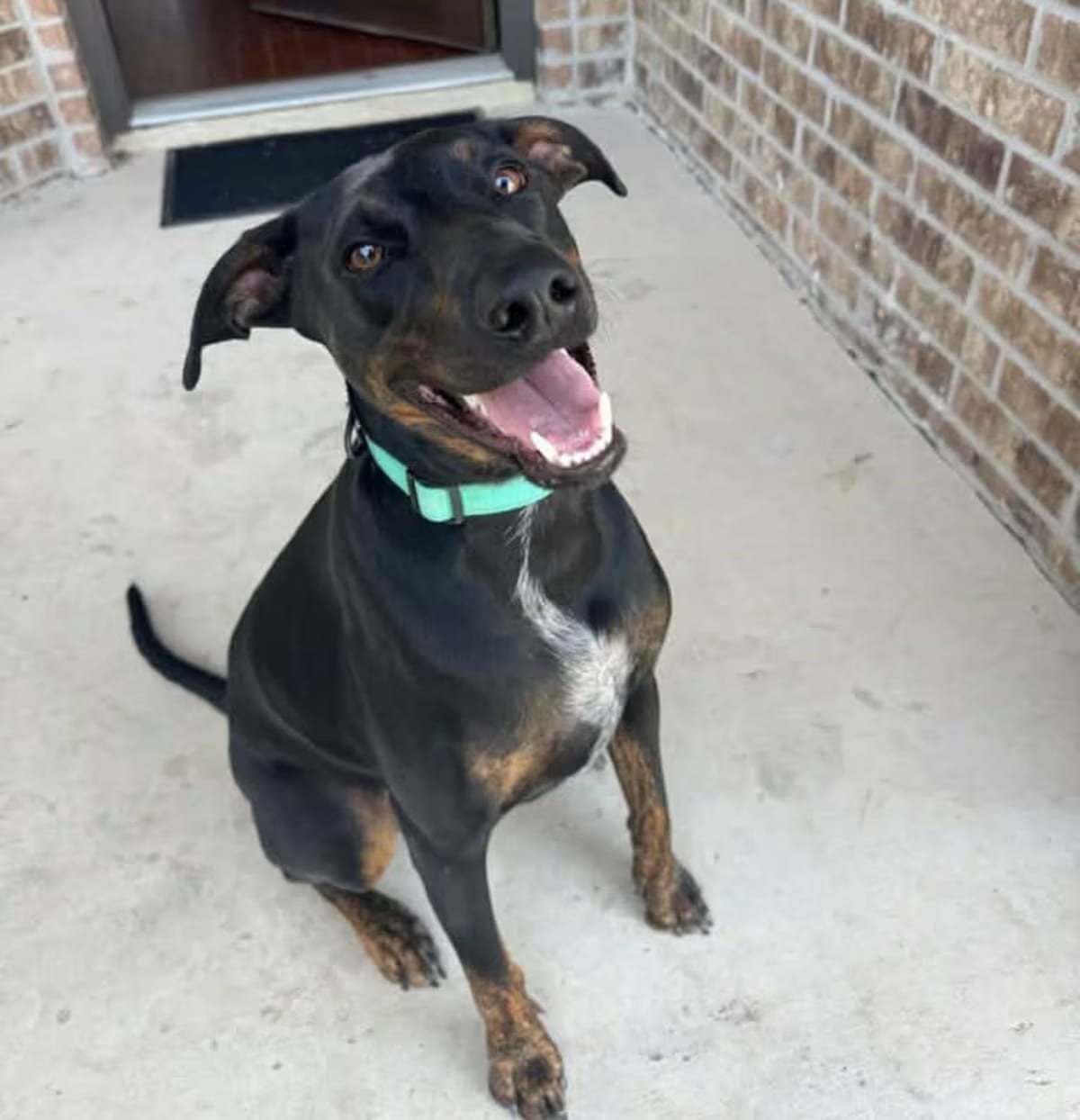 Photo of Kenny, adoptable Doberman Pinscher/Catahoula Leopard Dog in Richfield, Minnesota