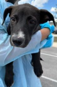 Photo of Cosmo, adoptable dog in San Antonio, Texas