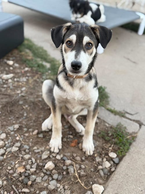 Photo of Neptune, adoptable Husky in Inglewood, California