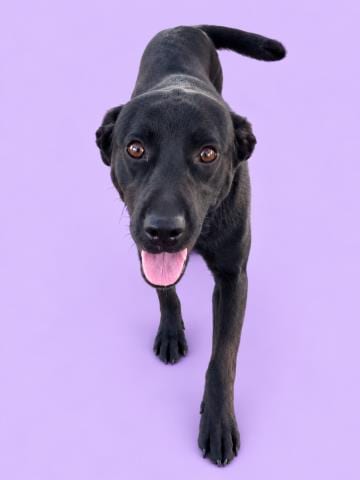 Photo of Leafy, adoptable Labrador Retriever in HESPERIA, California