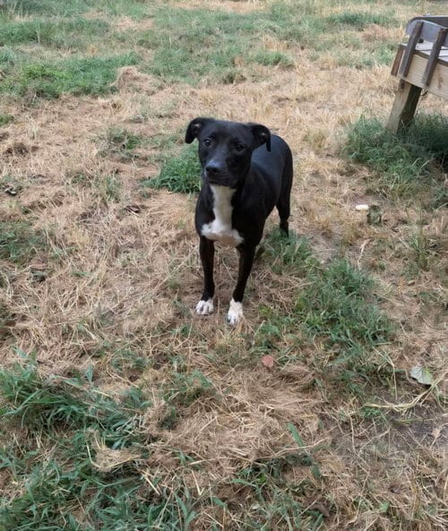 Photo of Skeeter, adoptable Pit Bull Terrier in Jackson, Mississippi
