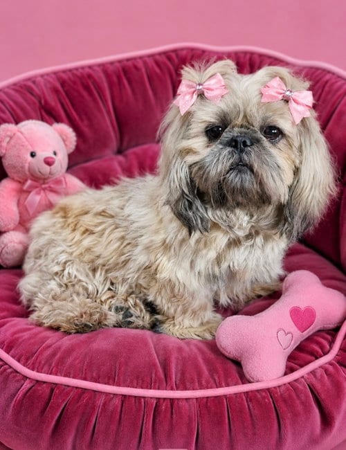 Photo of Blossom, adoptable Shih Tzu in Bon Carbo, Colorado