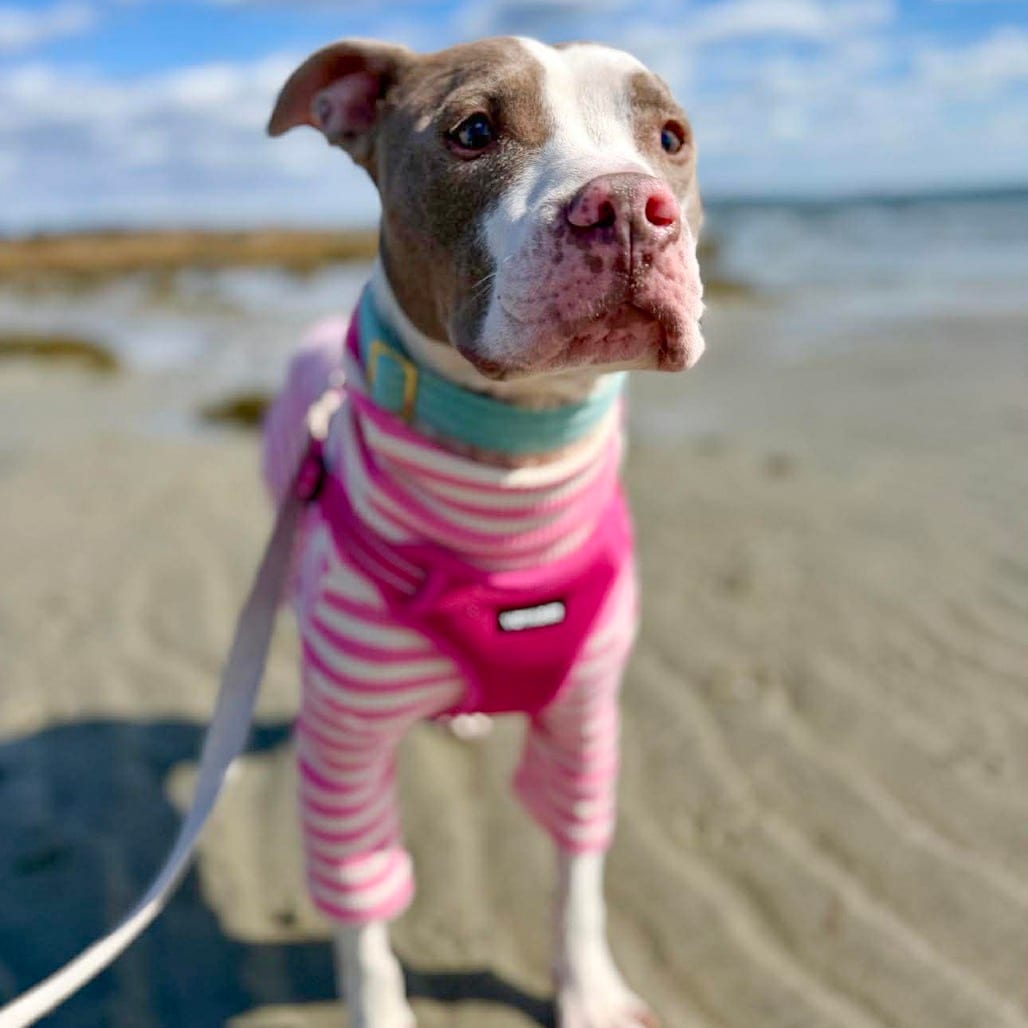 Photo of Solstice, adoptable Terrier, American Staffordshire / Mixed Breed (Medium) in Whitestone, New York