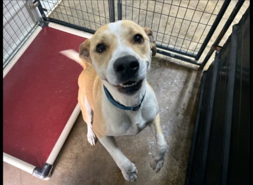 Photo of George, adoptable Labrador Retriever in Westminster, Maryland