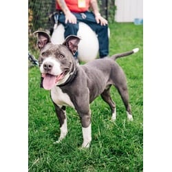 Photo of Duff, adoptable Mixed Breed (Medium) in New Castle, Delaware